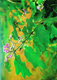 Ca dai hoa tim   Solanum indicum L   S  violaceum Ortega 